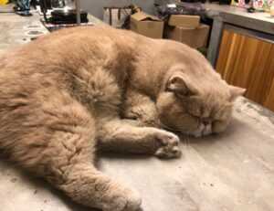 ylixeko food additive pregnancy