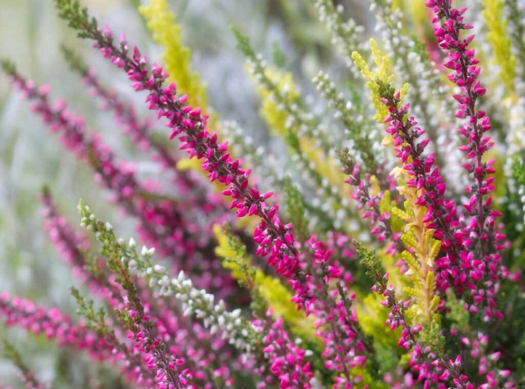 erika vikman onlyfans