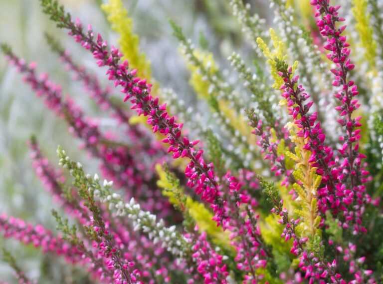 erika vikman onlyfans