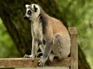 kata kata bijak lucu melayu